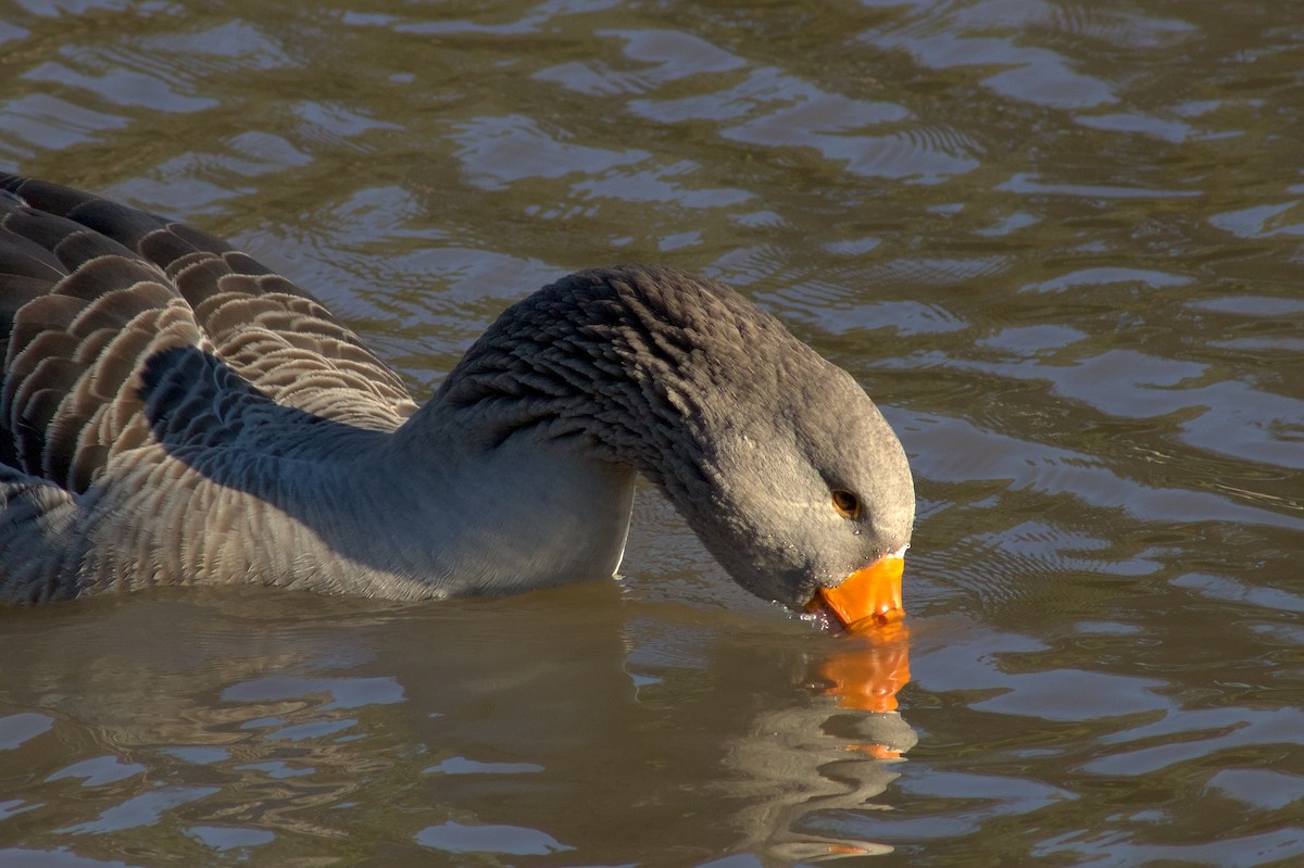 Graylag Goose (Domestic type) - ML646399855