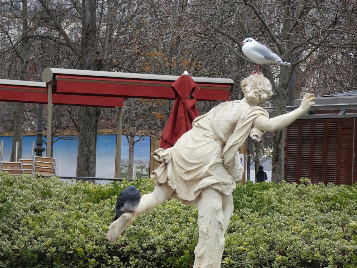 Black-headed Gull - ML646399859