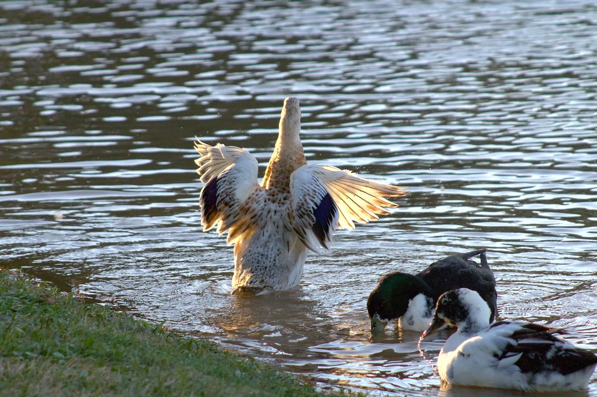 Muscovy Duck (Domestic type) - ML646399860