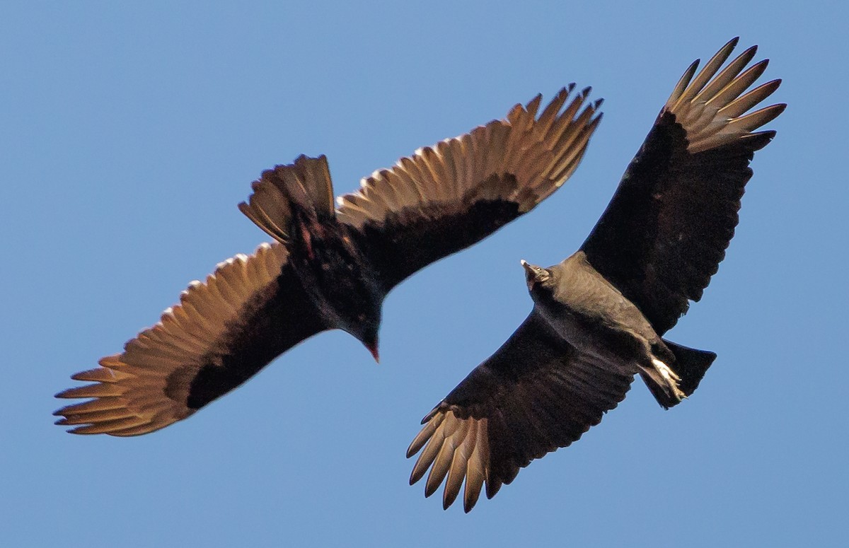 Black Vulture - ML646399861