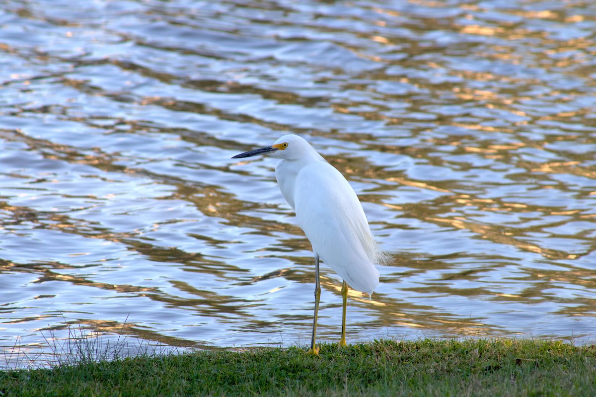 Snowy Egret - ML646399866