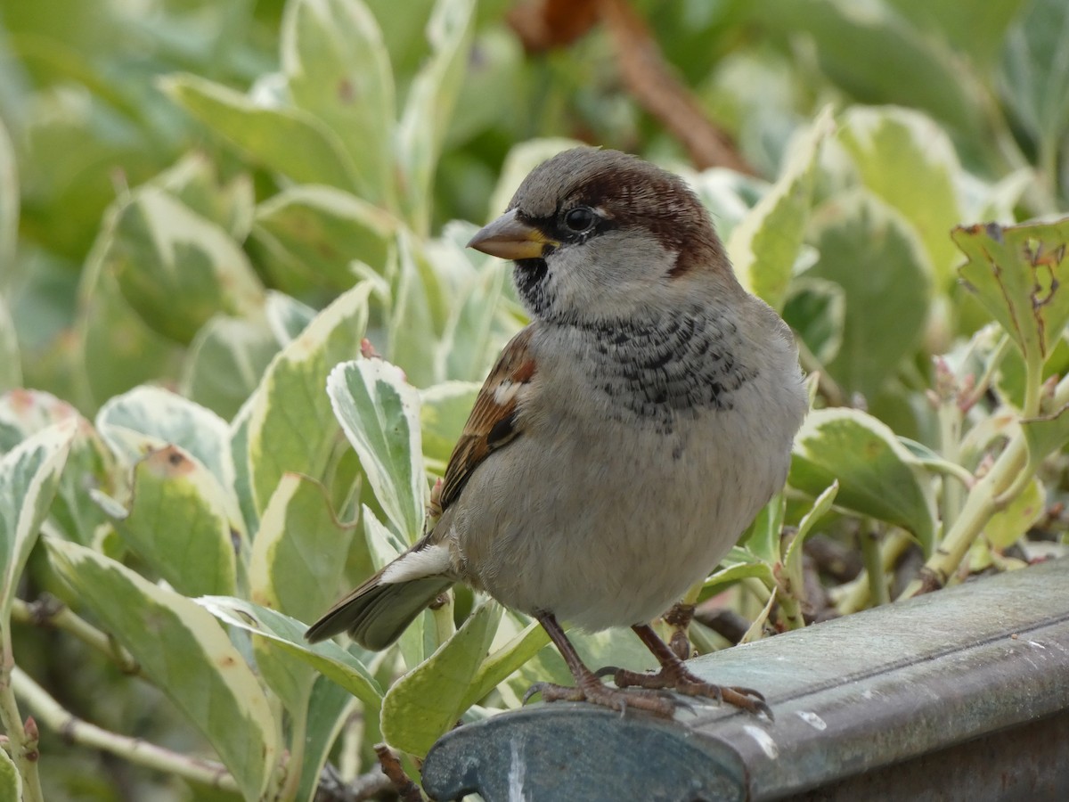 House Sparrow - ML646399869