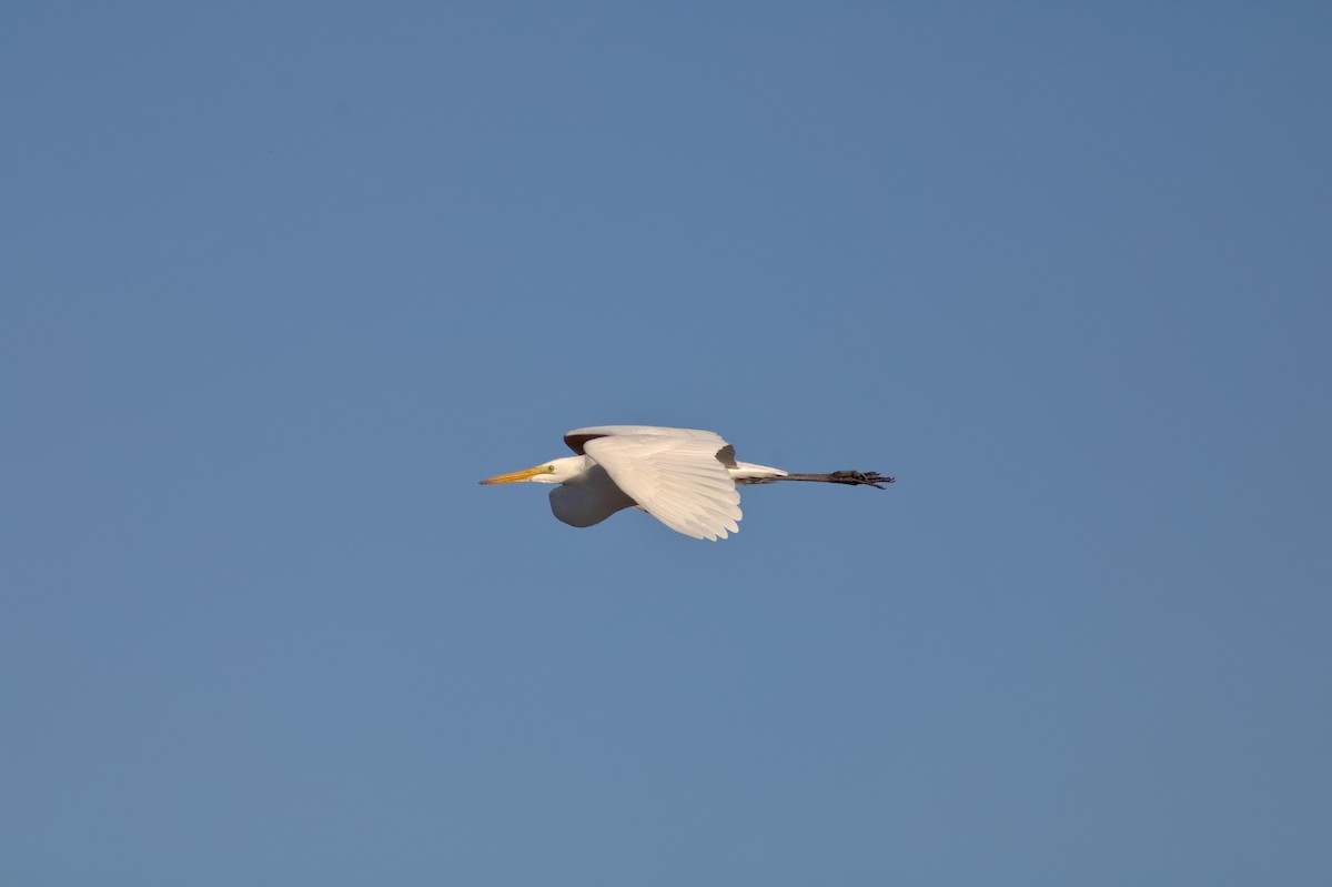 Great Egret - ML646399870