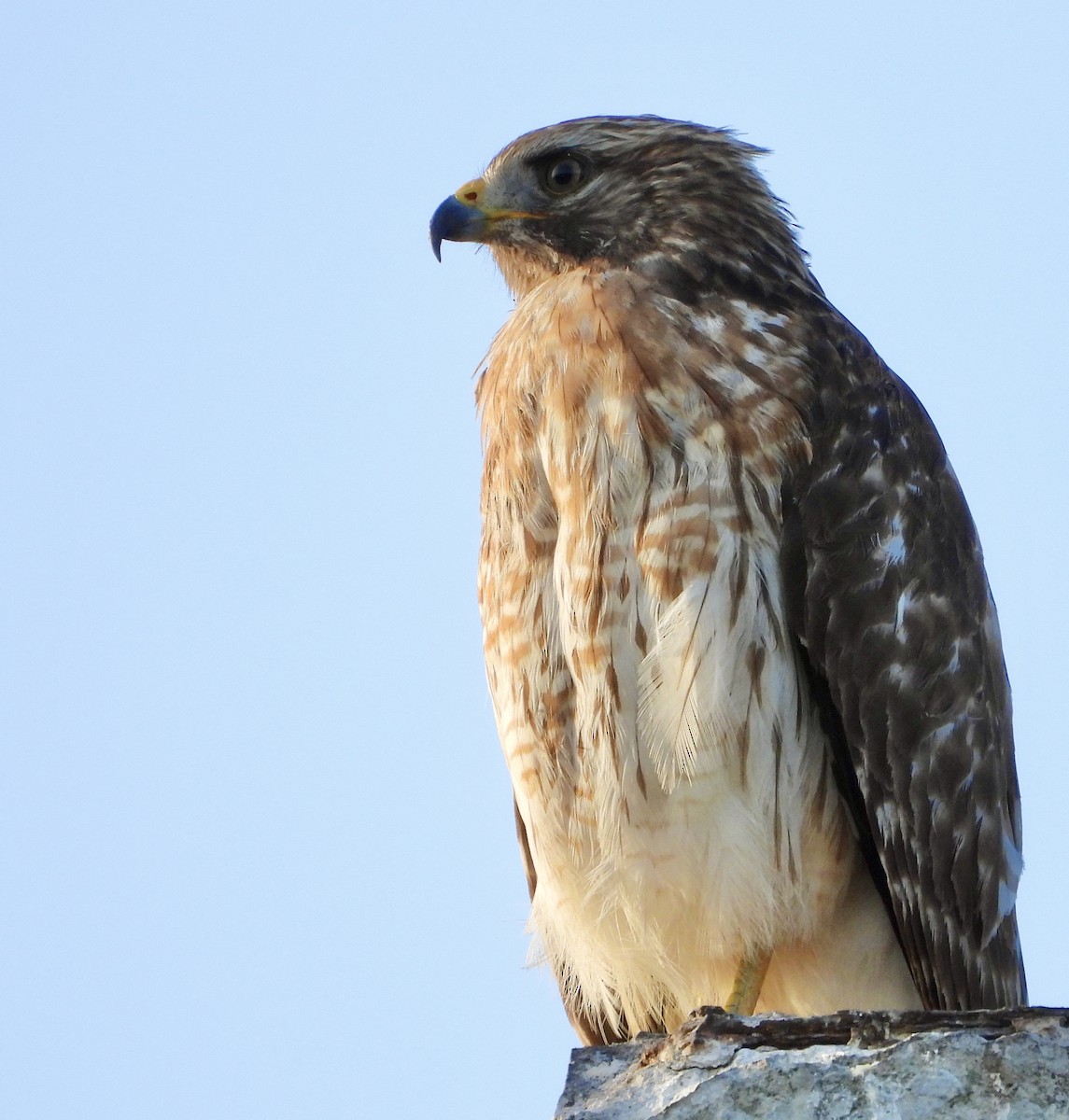 Канюк рудоплечий - ML646399873