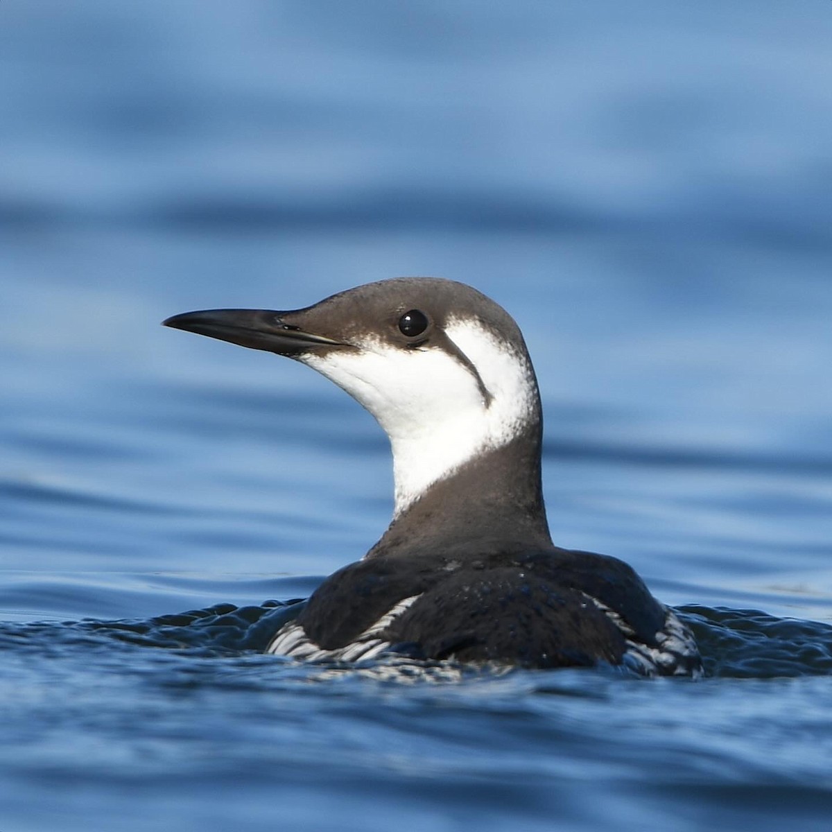 Common Murre - ML646399874
