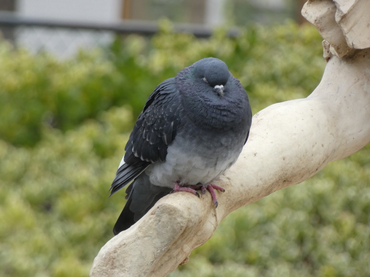 Rock Pigeon (Feral Pigeon) - ML646399875