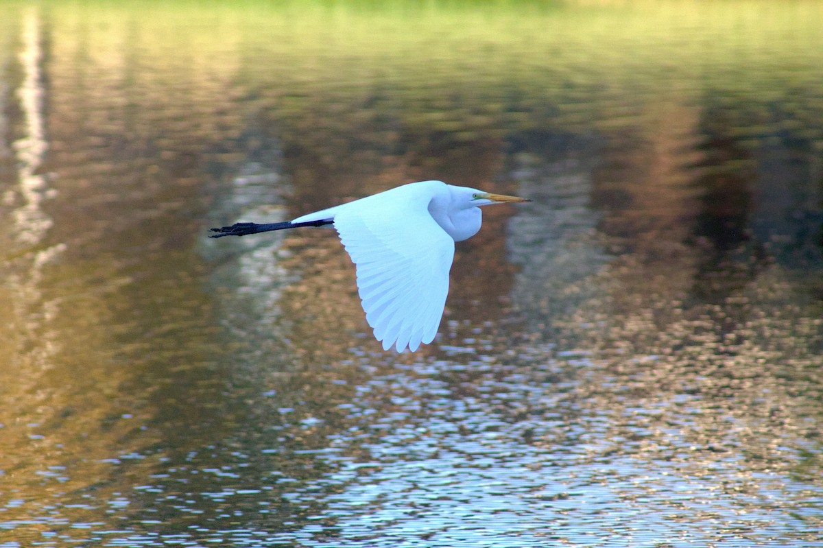 Great Egret - ML646399876