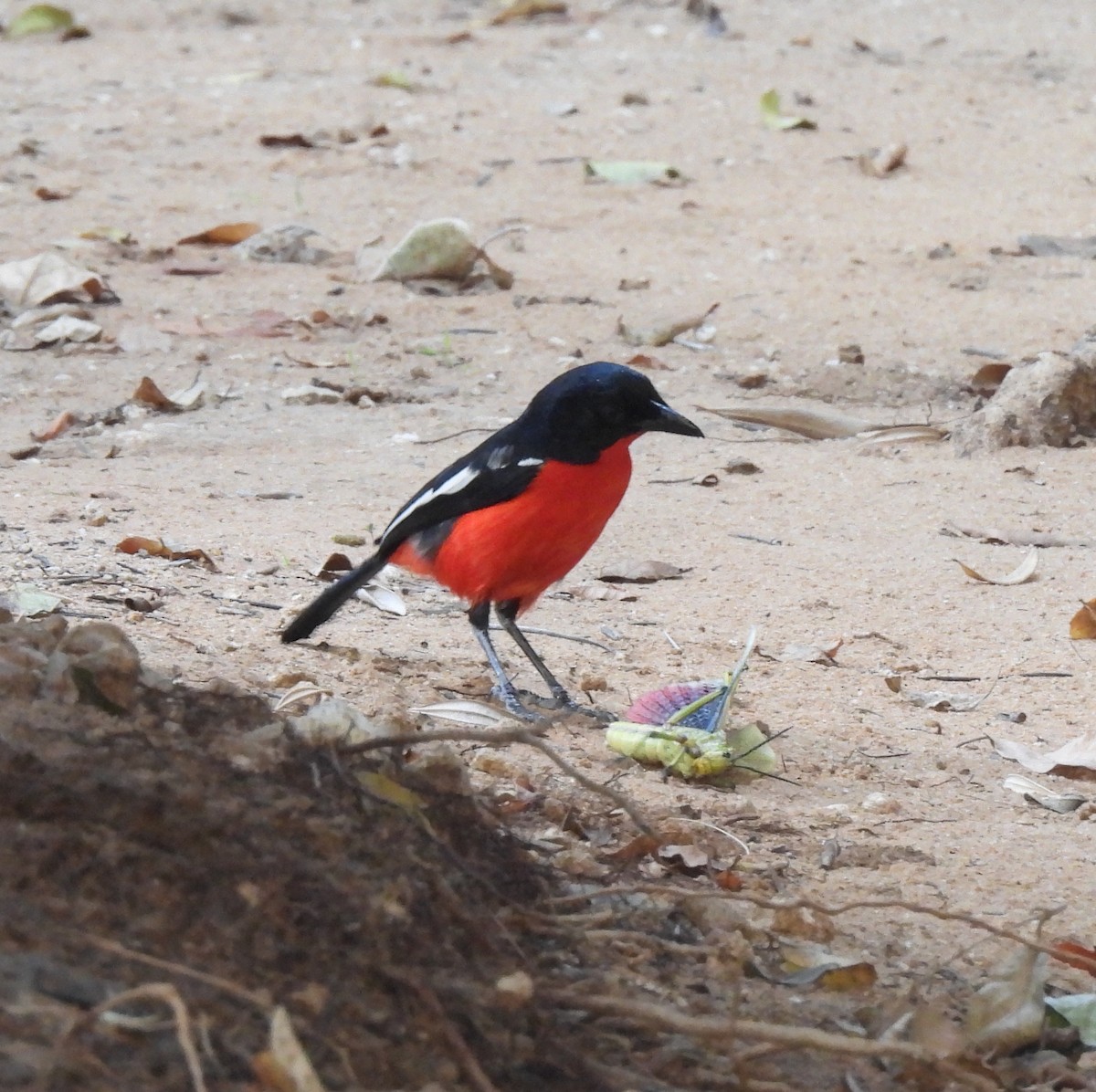 Crimson-breasted Gonolek - ML646399879