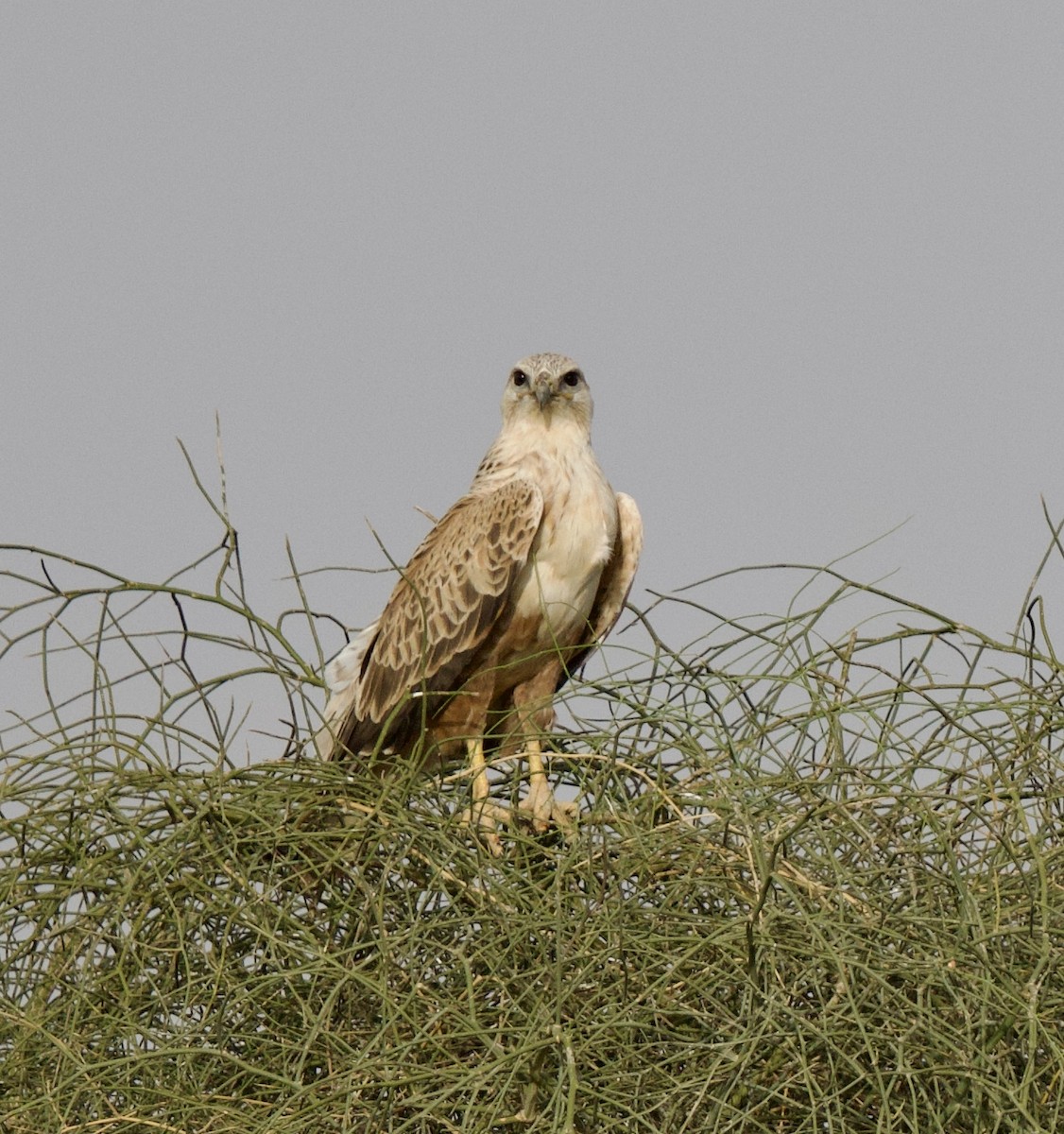 Long-legged Buzzard - ML646399880