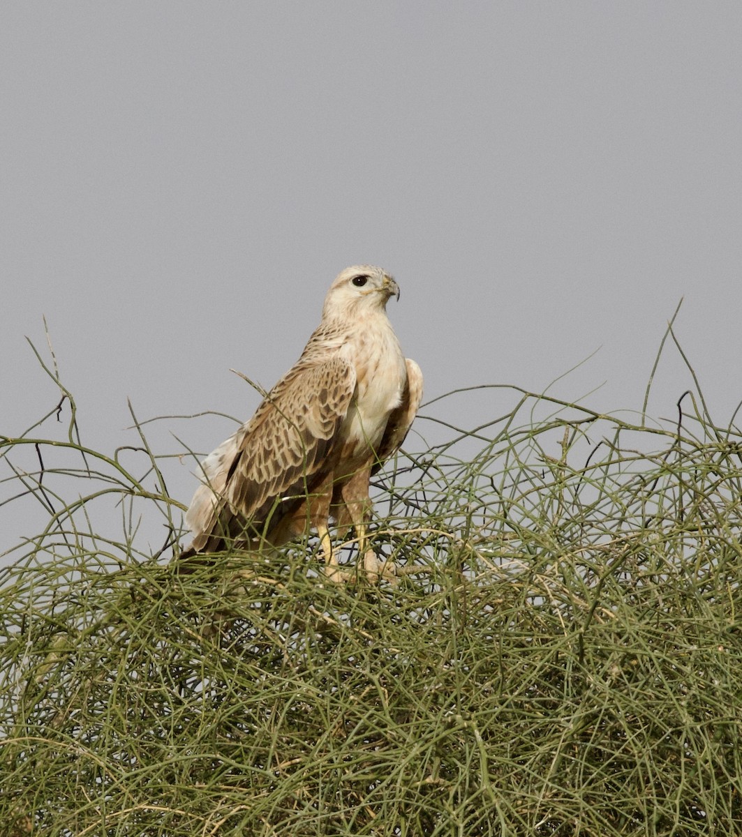 Long-legged Buzzard - ML646399881