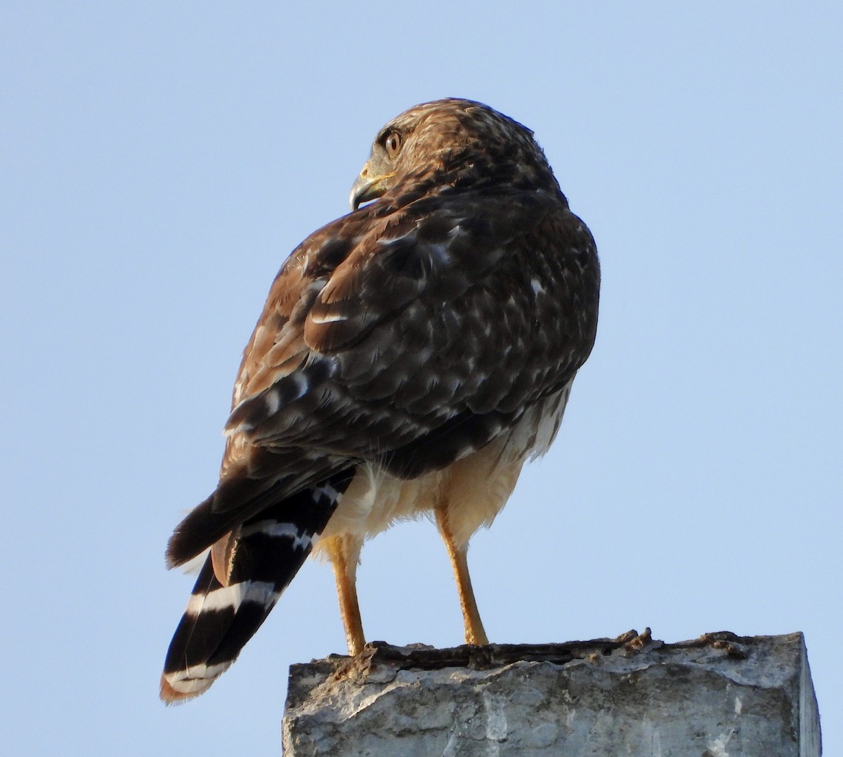 Канюк рудоплечий - ML646399882