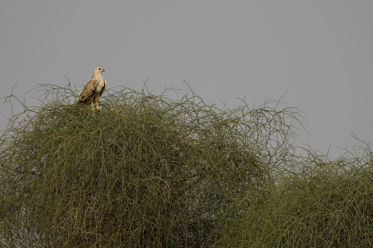Long-legged Buzzard - ML646399883