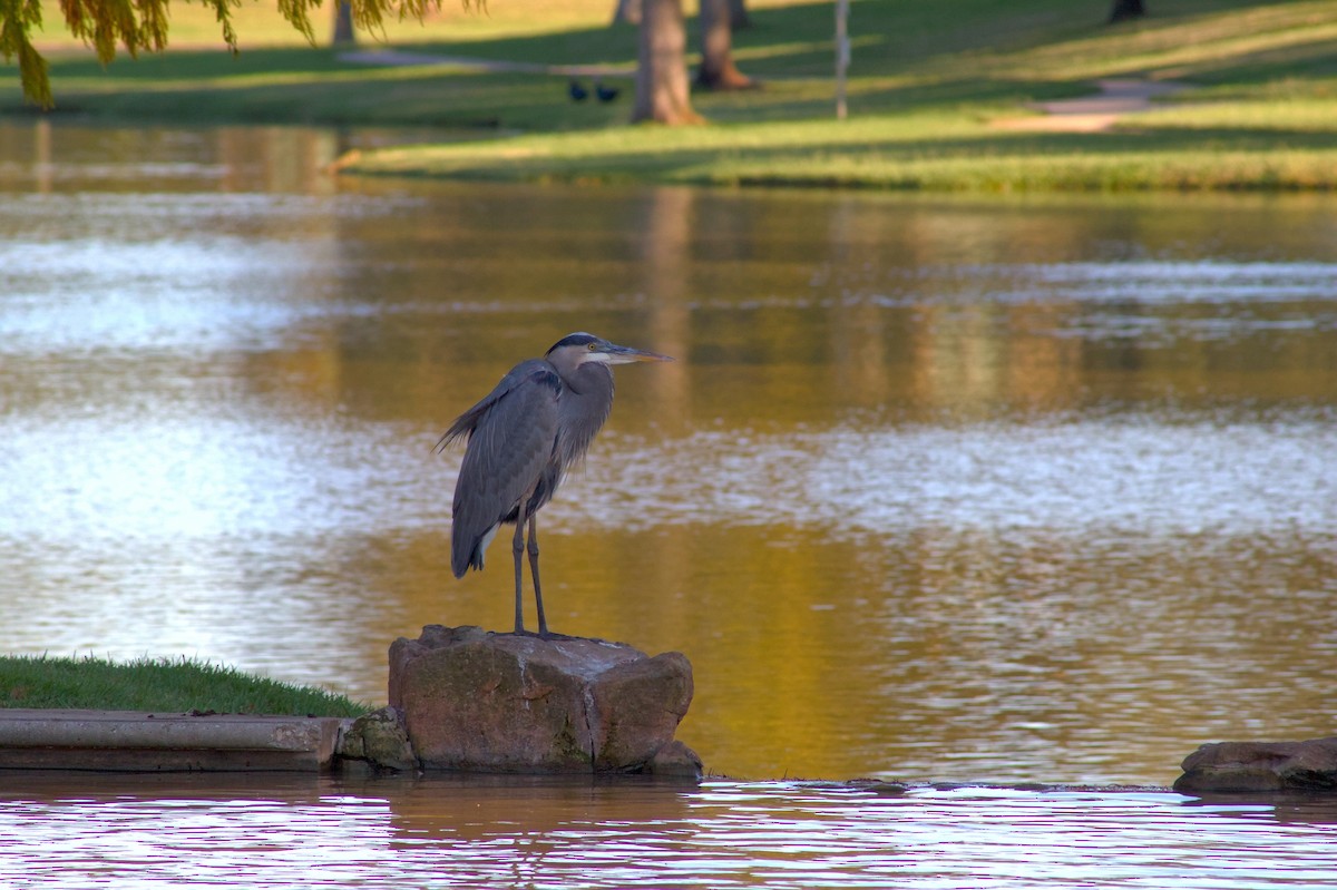 Great Blue Heron - ML646399884