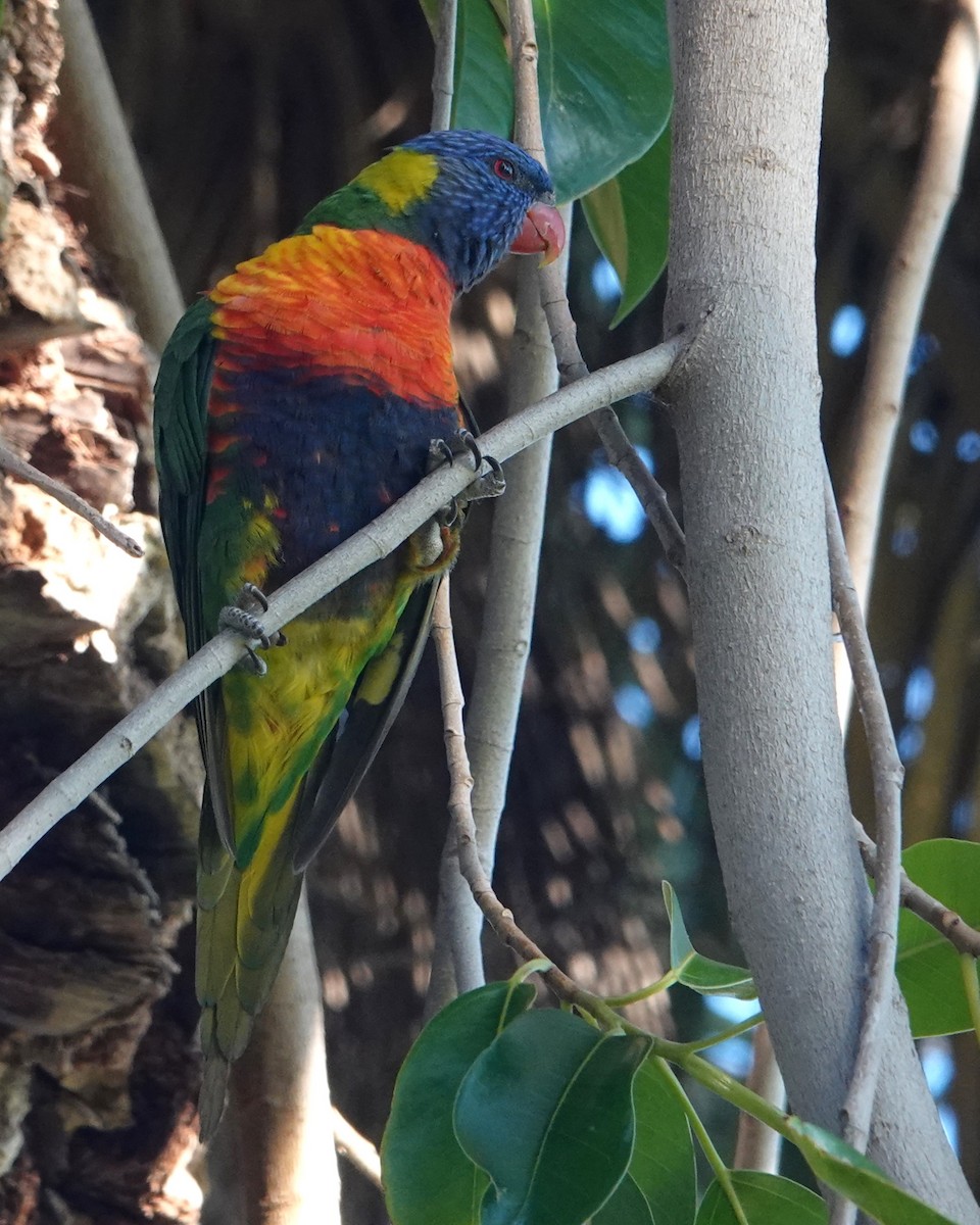 Rainbow Lorikeet - ML646399887
