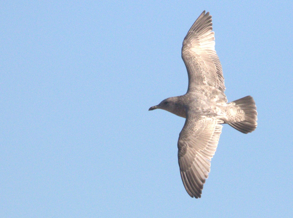 Iceland Gull (Thayer's) - ML646399891