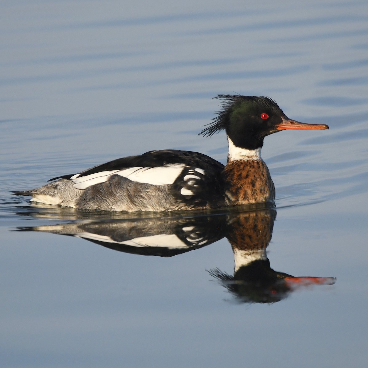 מרגון בינוני - ML646399893
