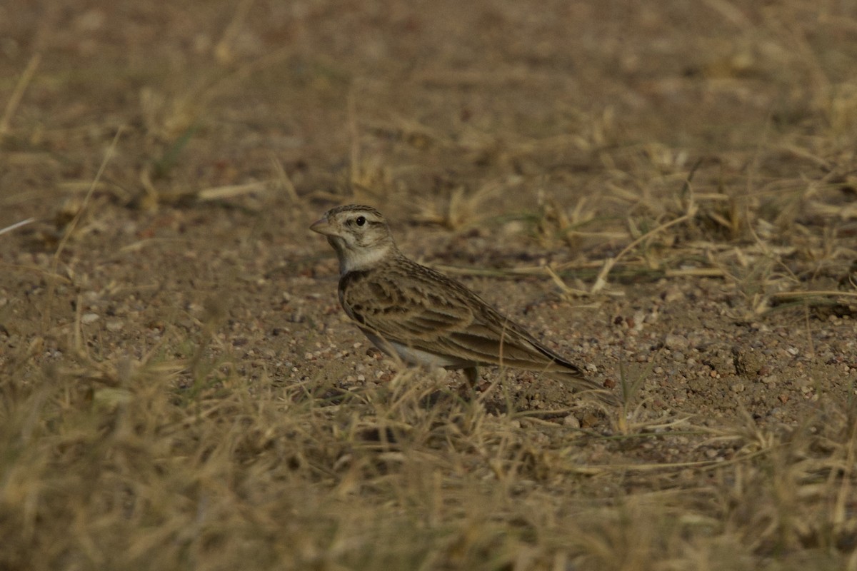 עפרונן קצר-אצבעות - ML646399895