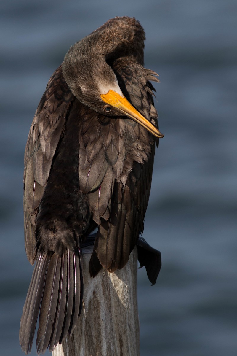 קורמורן הודי - ML646399899