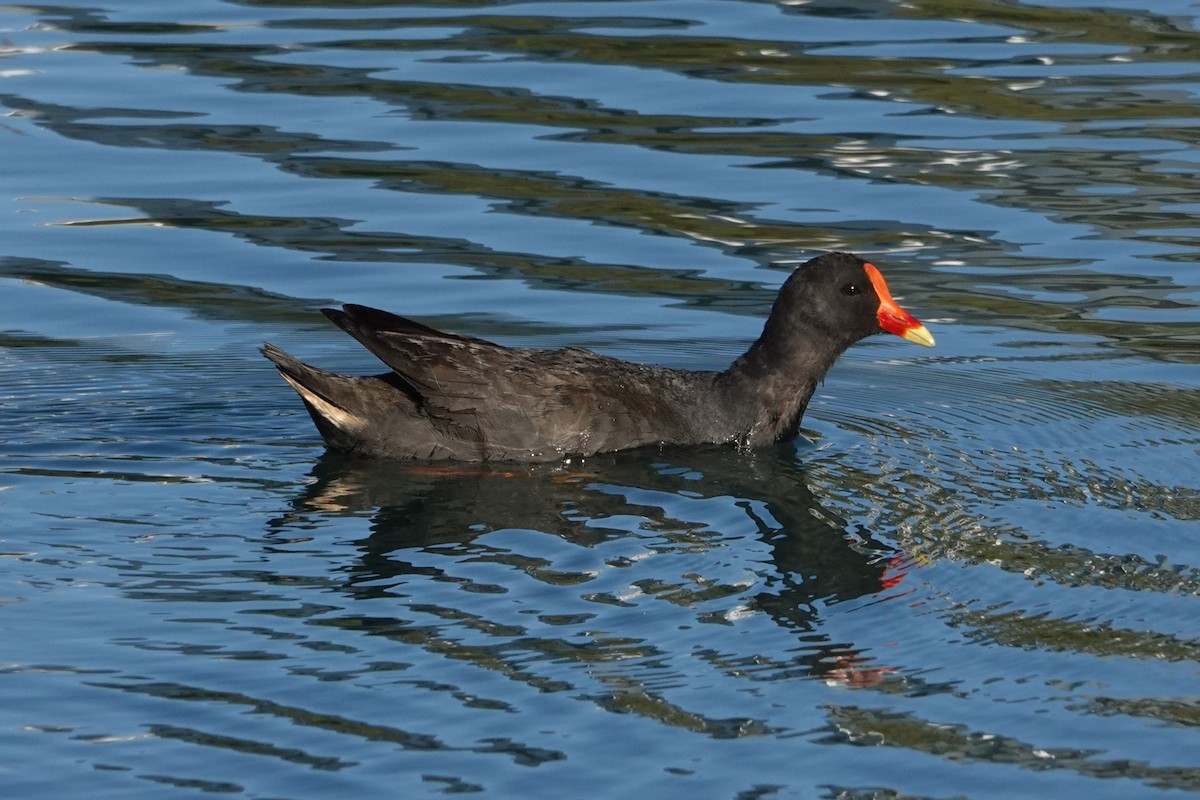 Dusky Moorhen - ML646399904