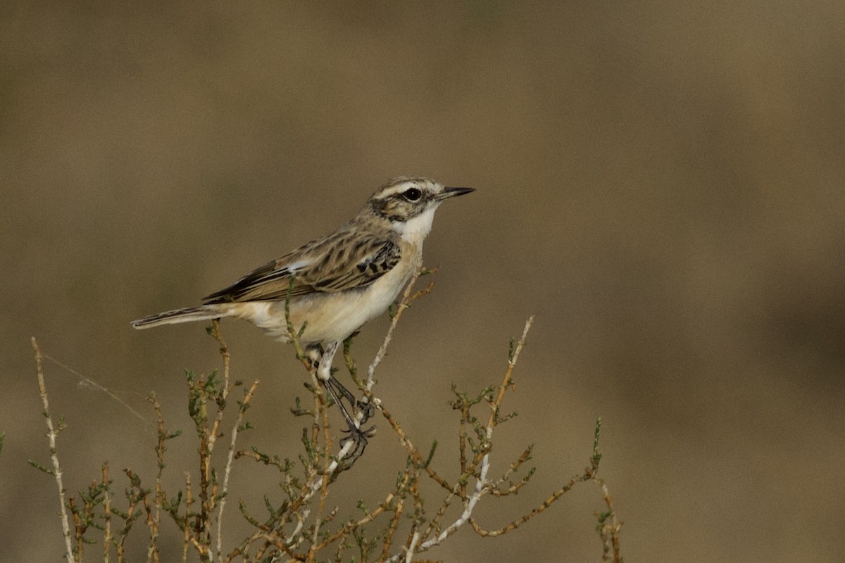 White-browed Bushchat - ML646399909