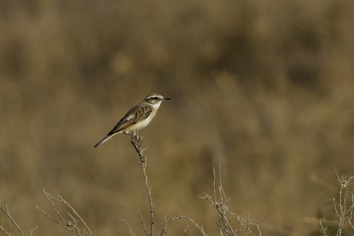 White-browed Bushchat - ML646399910