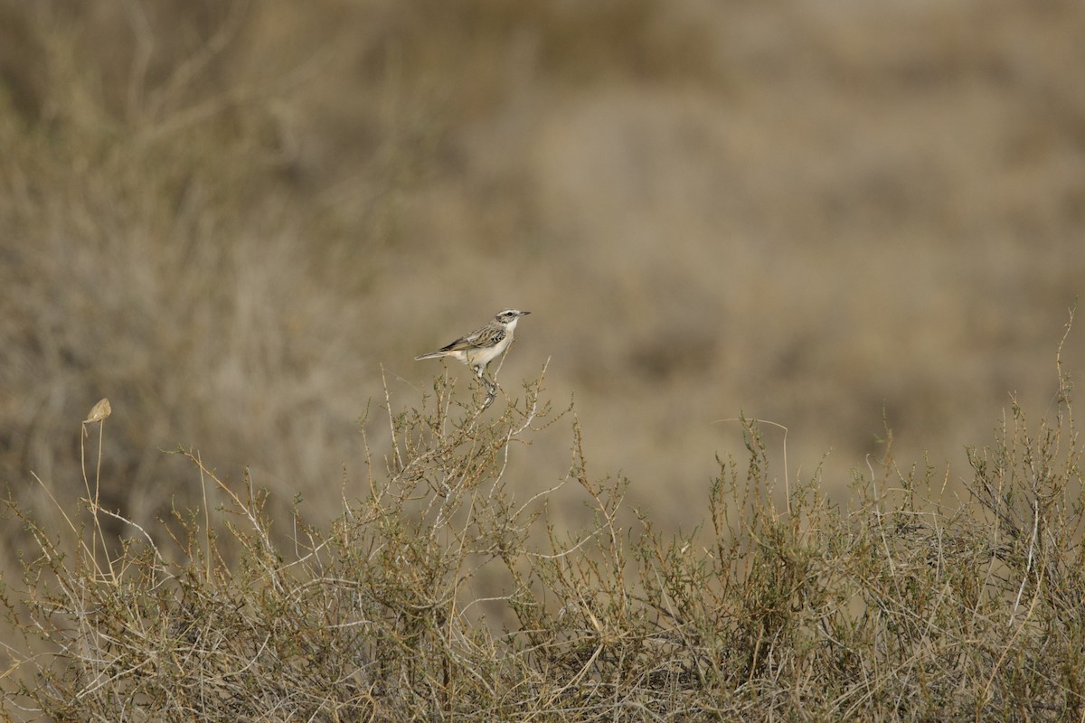 White-browed Bushchat - ML646399911