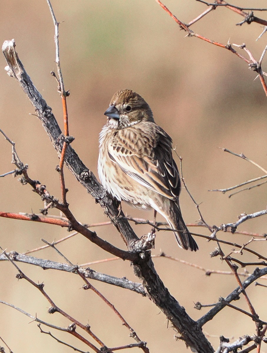 Lark Bunting - ML646399912