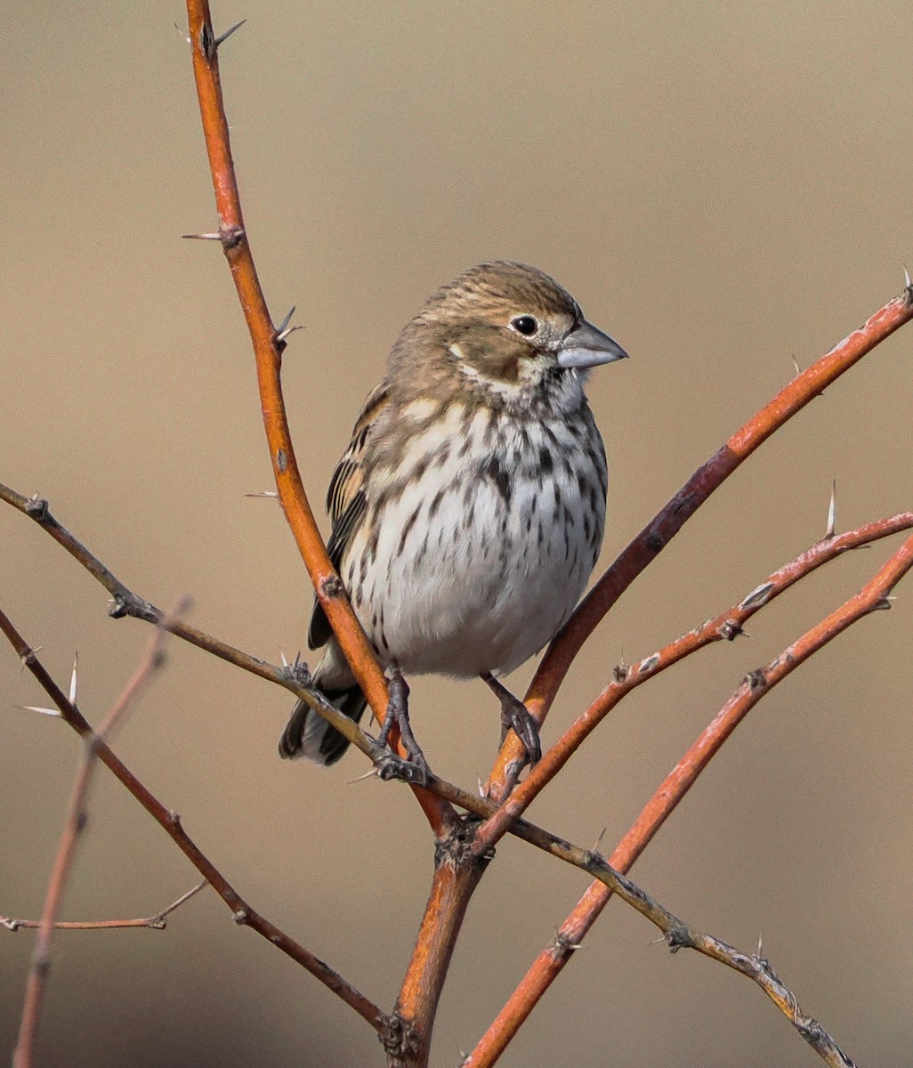 Lark Bunting - ML646399913