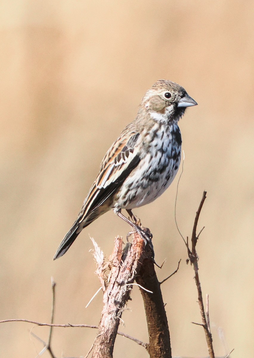 Lark Bunting - ML646399914