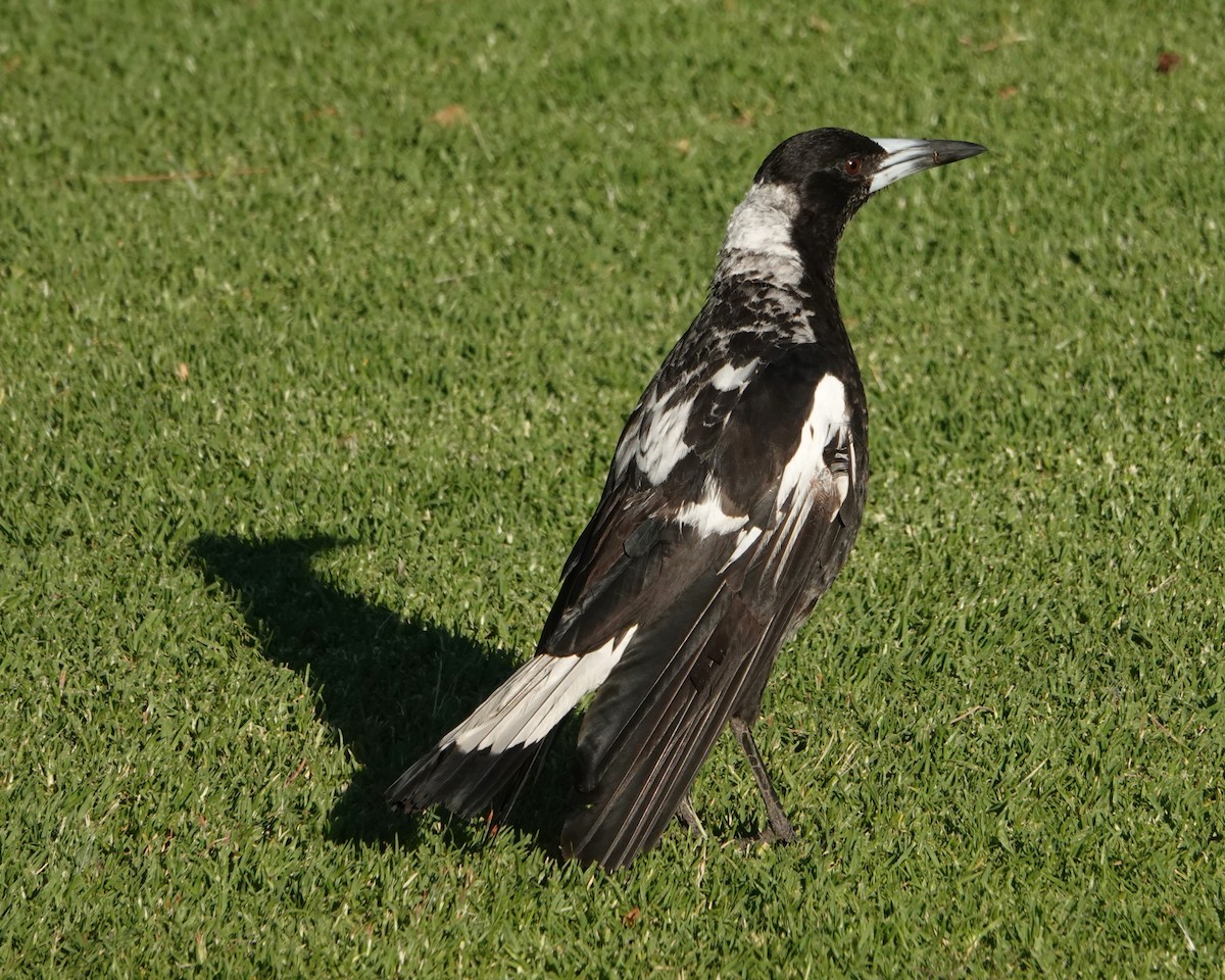 Australian Magpie - ML646399917