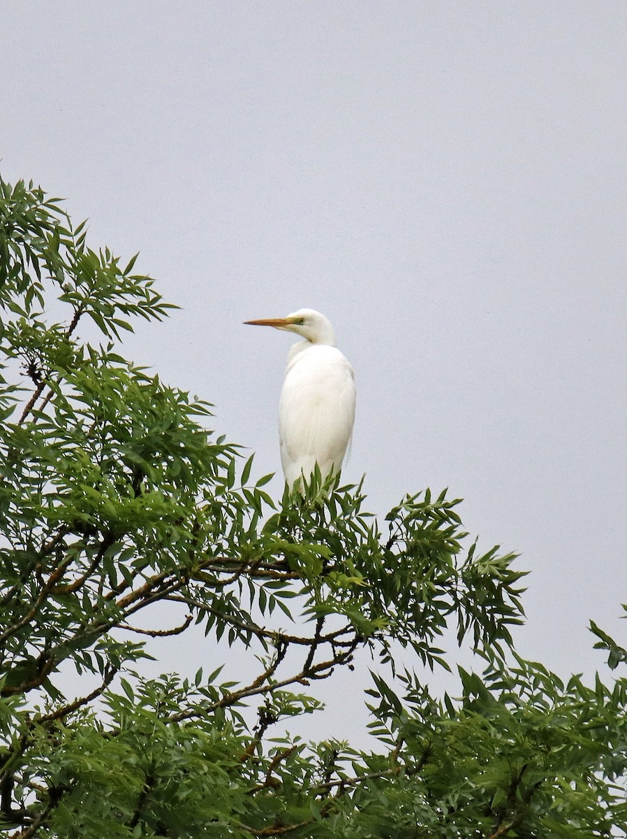 לבנית גדולה - ML646399919