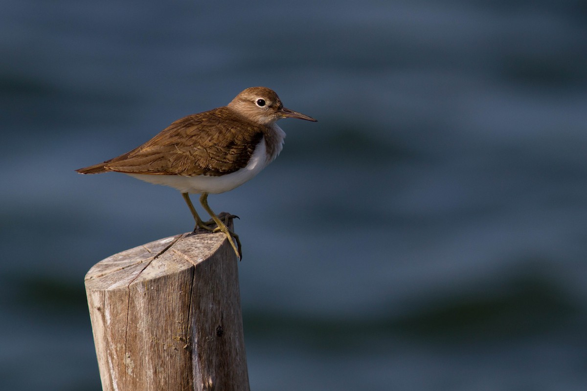 ביצנית לבנת-בטן - ML646399920