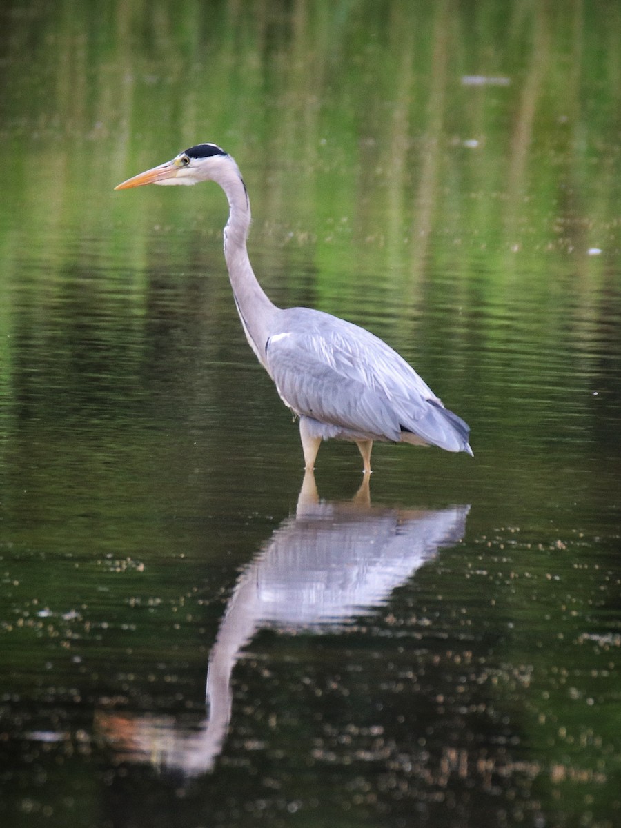 אנפה אפורה - ML646399922