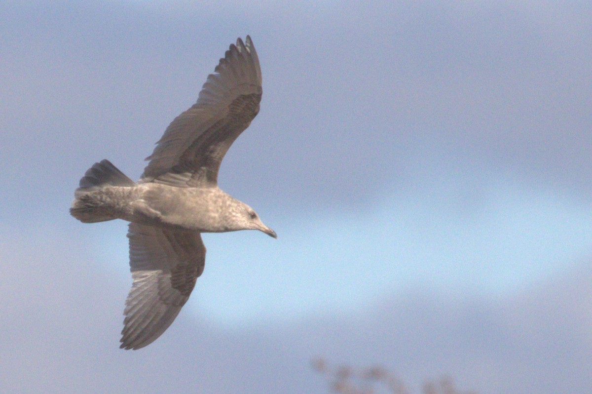 Iceland Gull (Thayer's) - ML646399925