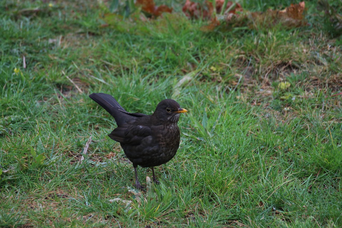 שחרור - ML646399926