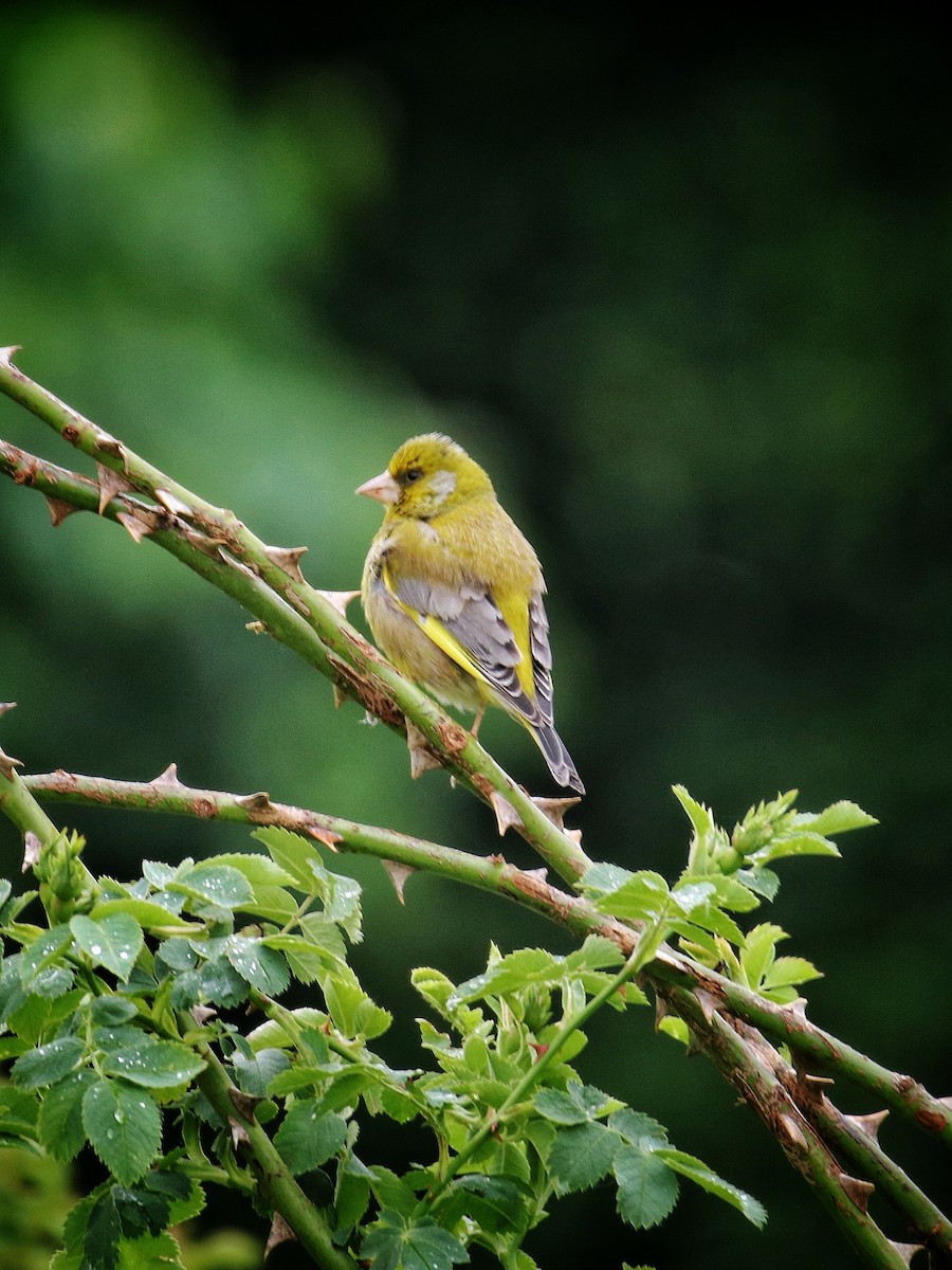 ירקון - ML646399927