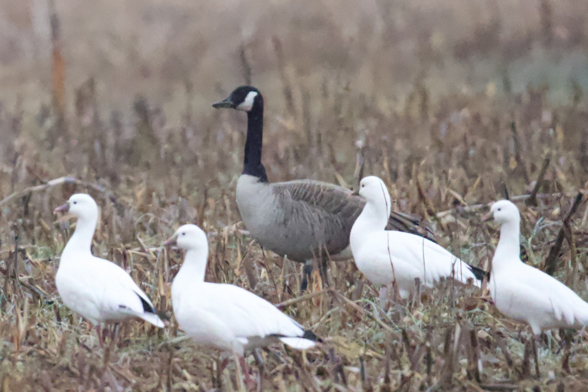 North Carolina Bird Atlas Checklist - 5 Dec 2025 - 3443–3579 Lake ...