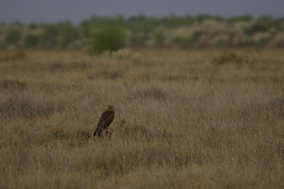 זרון פס - ML646399931