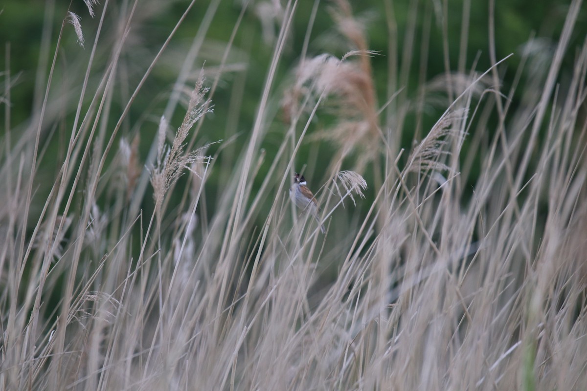 גיבתון סוף - ML646399932