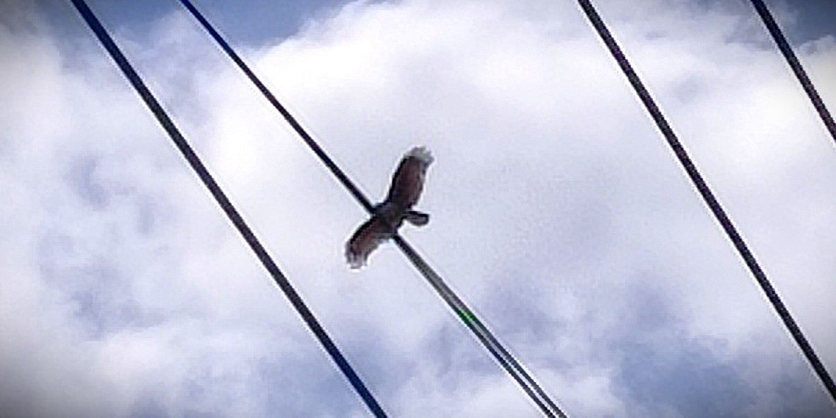 Brahminy Kite - ML646399941