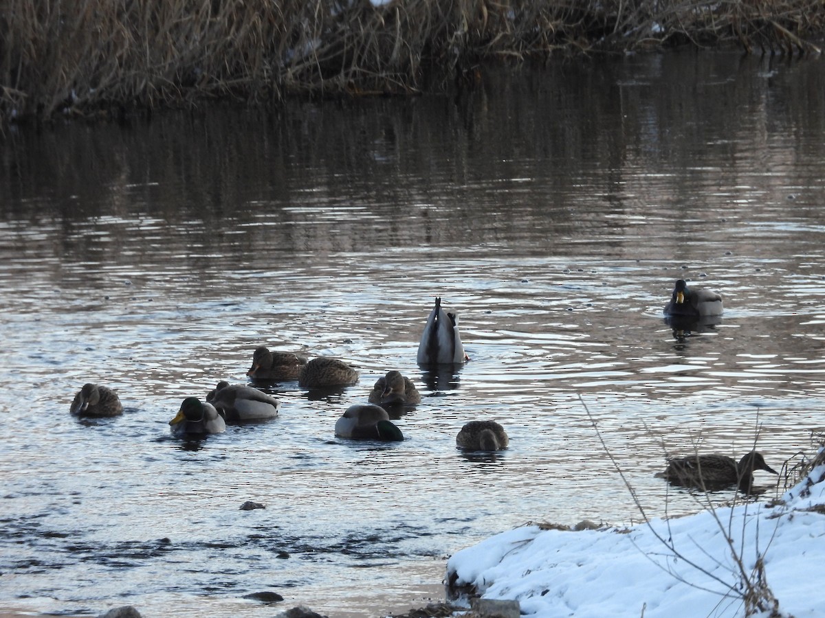 Mallard - ML646399942