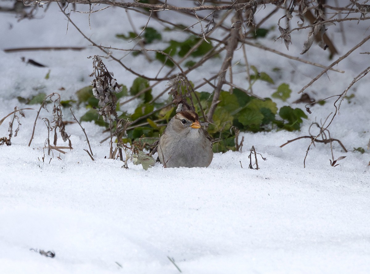 White-crowned Sparrow (Gambel's) - ML646399956