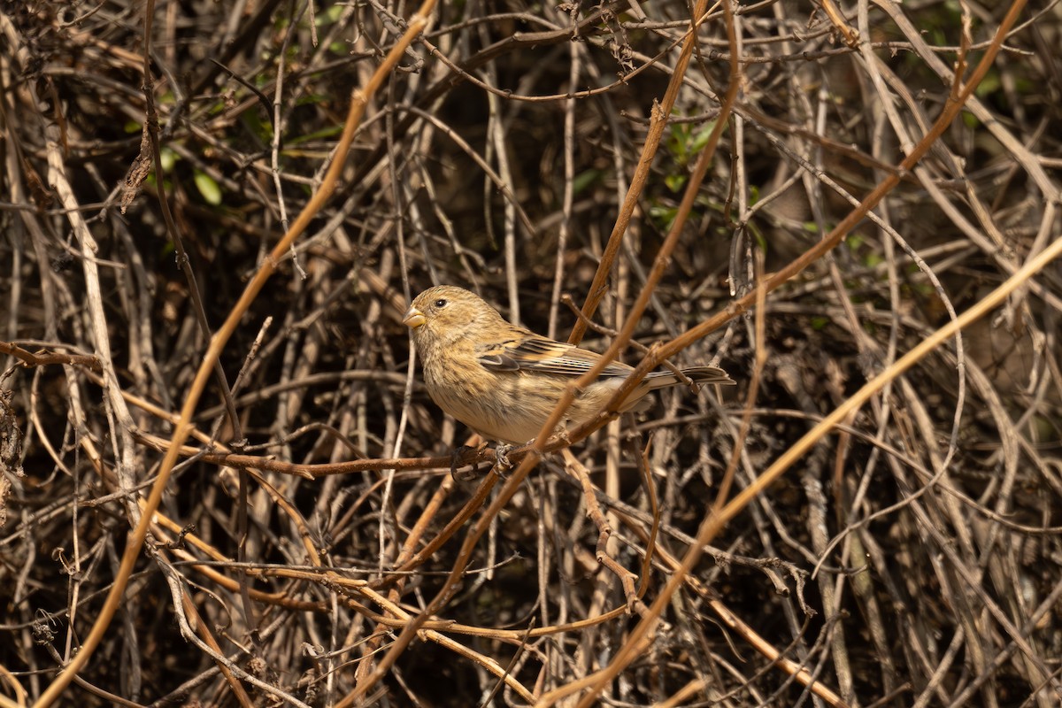 Band-tailed Seedeater - ML646399957