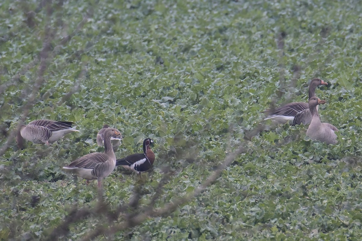 Red-breasted Goose - ML646399961
