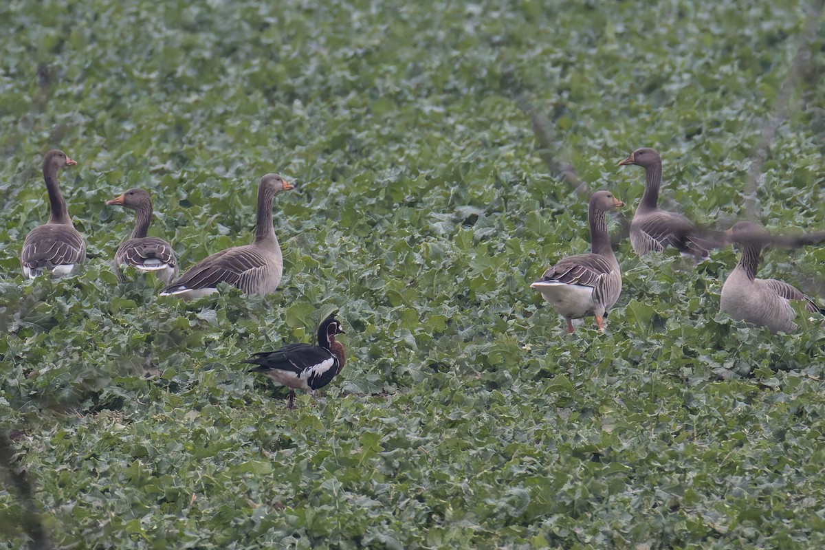 Red-breasted Goose - ML646399965