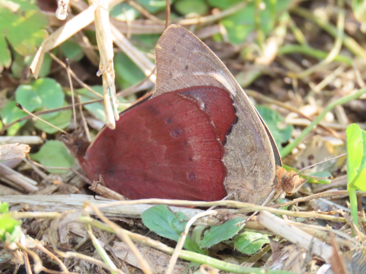 Common Buckeye - ML646399971