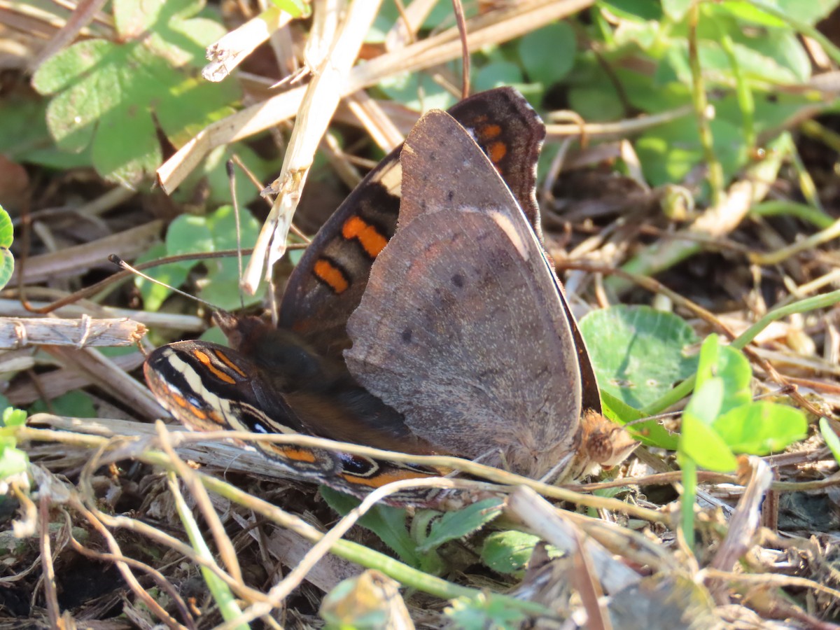 Common Buckeye - ML646399972