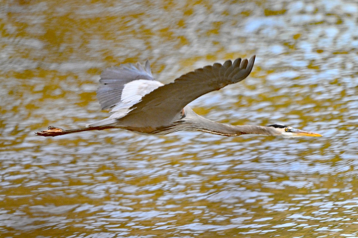 Great Blue Heron - ML646399973