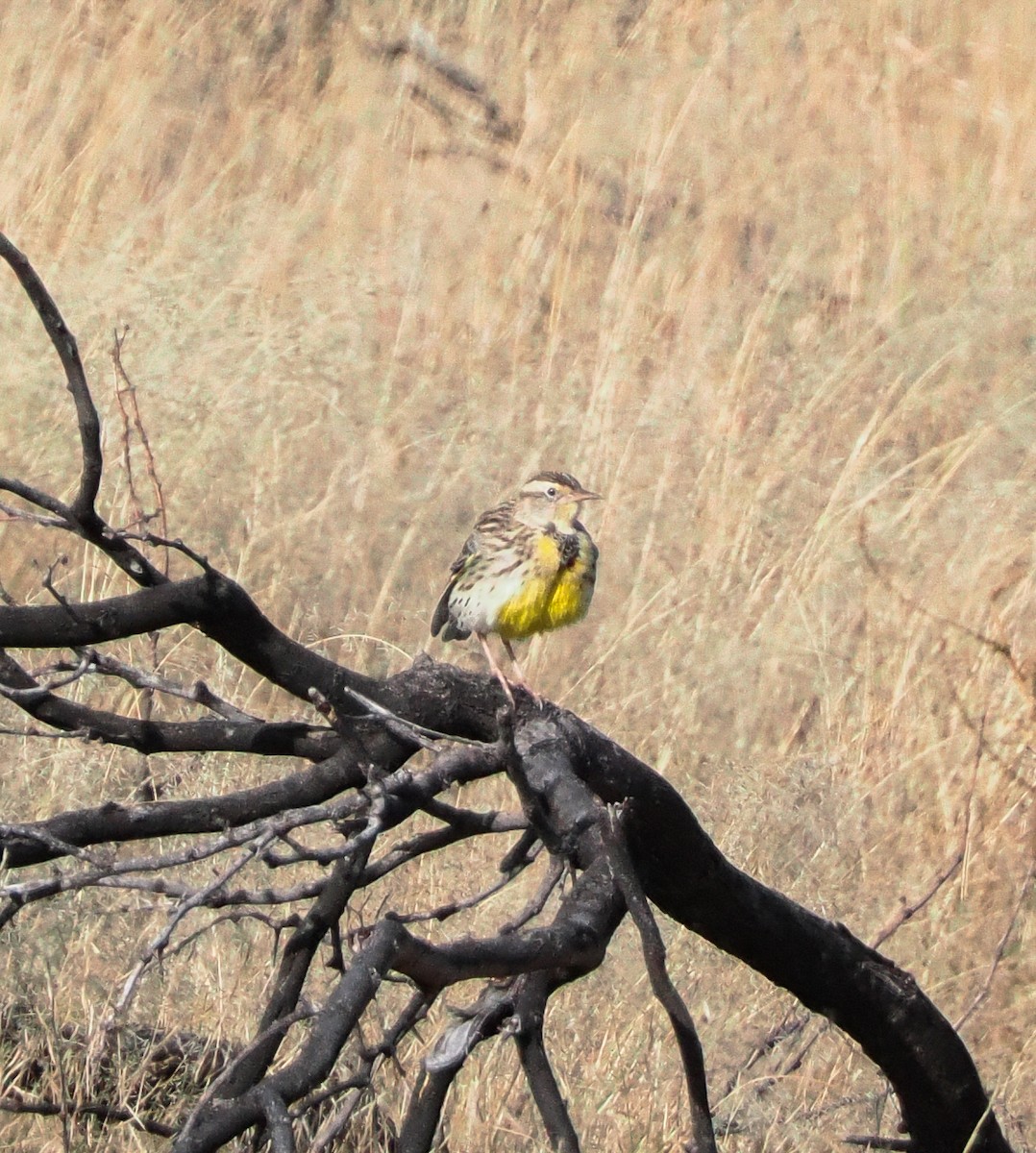 Western Meadowlark - ML646399975