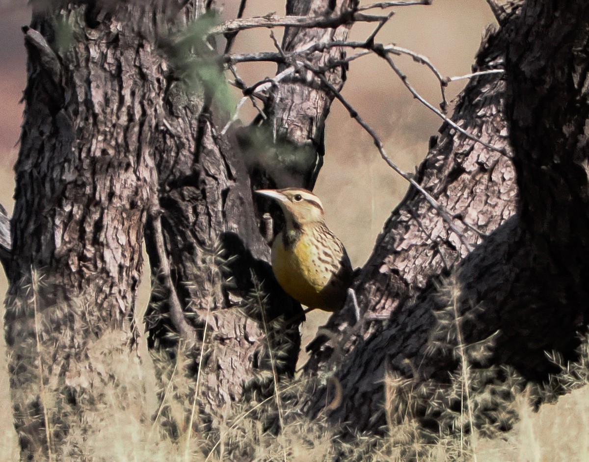 Western Meadowlark - ML646399976